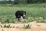 BORDER COLLIE 213